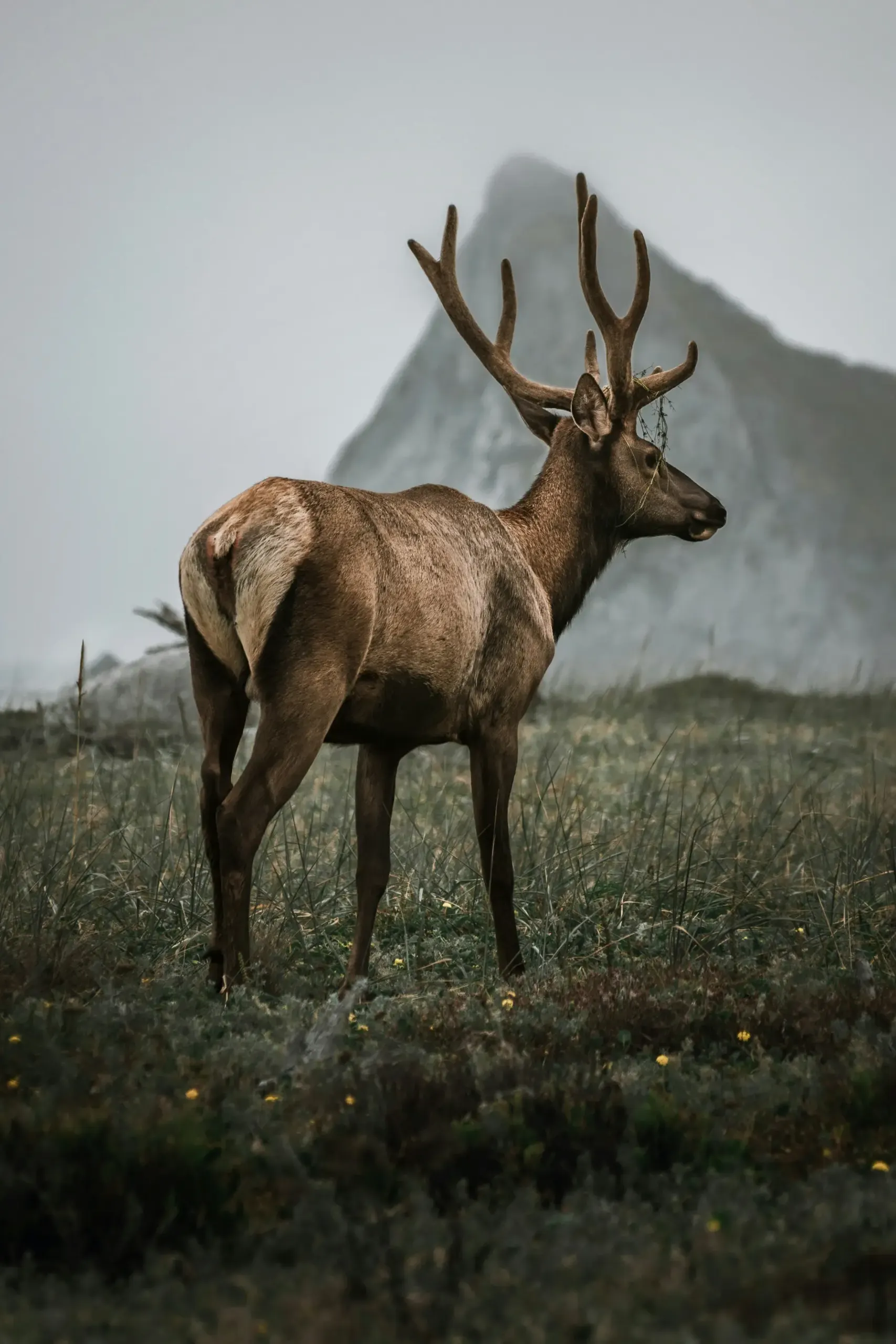 Bull elk at humboldt lagoons state park Bull elk at humboldt lagoons state park