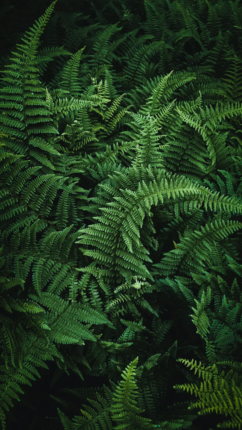 closeup of redwood forest floor ferns closeup of redwood forest floor ferns | california redwoods lodging