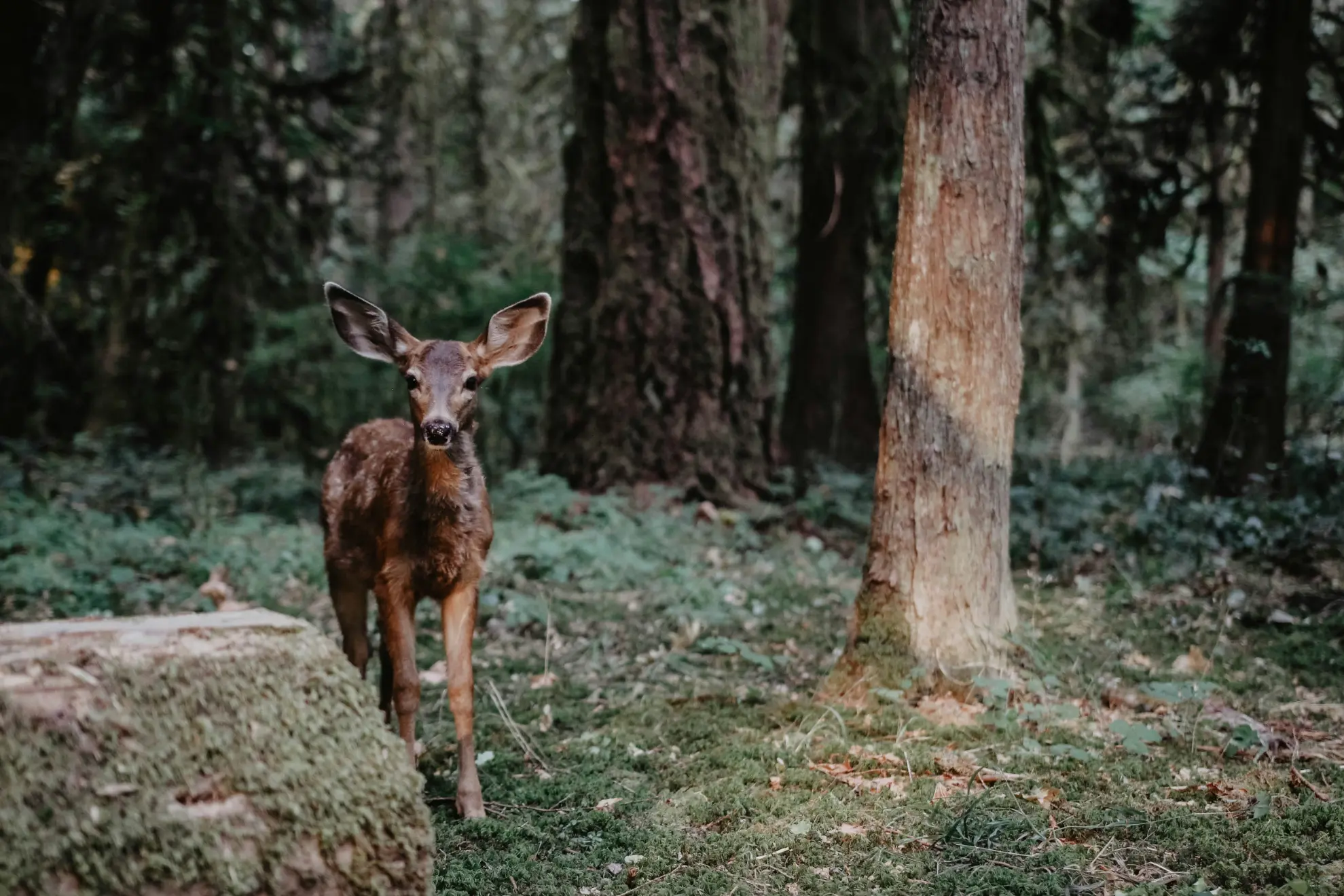 deer in the redwoods