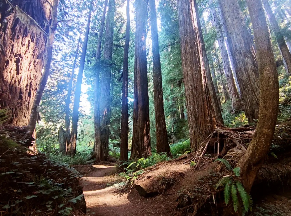 northern california redwoods