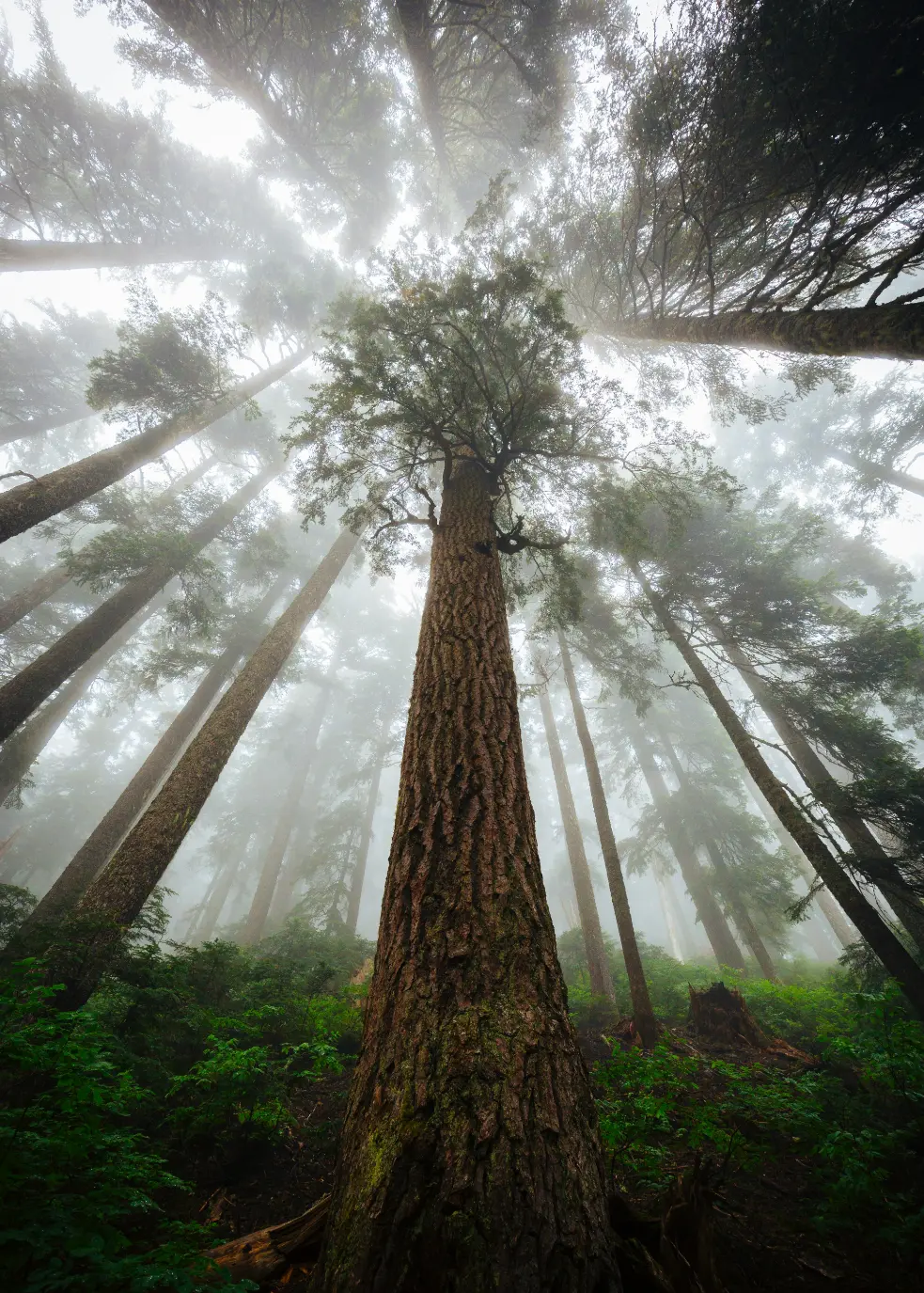 redwoods gorgeous view in trinidad ca redwoods gorgeous view in trinidad ca