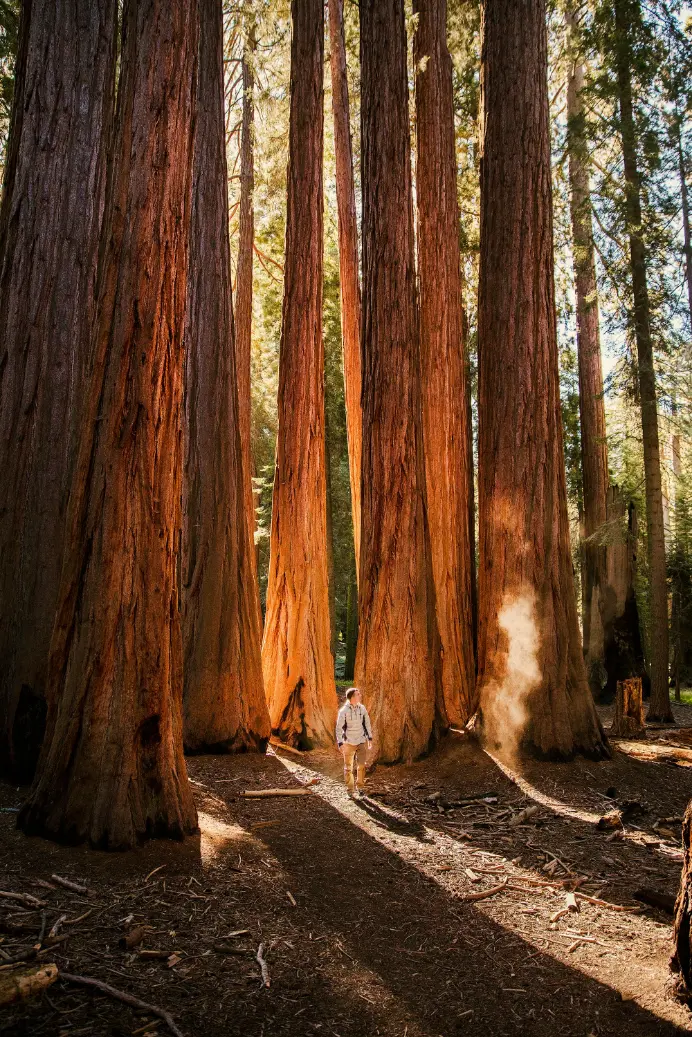 redwoods in trinidad ca redwoods in trinidad ca