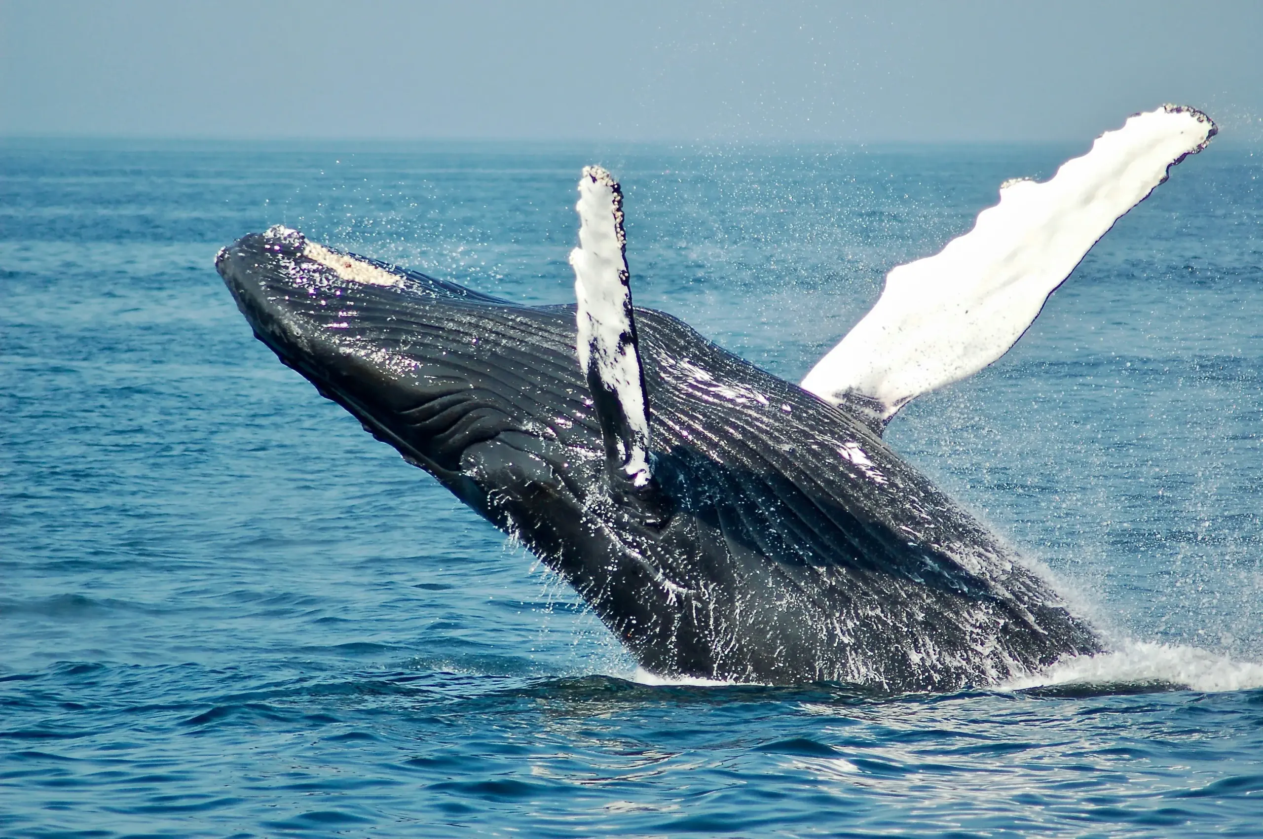 gray whale gray whale