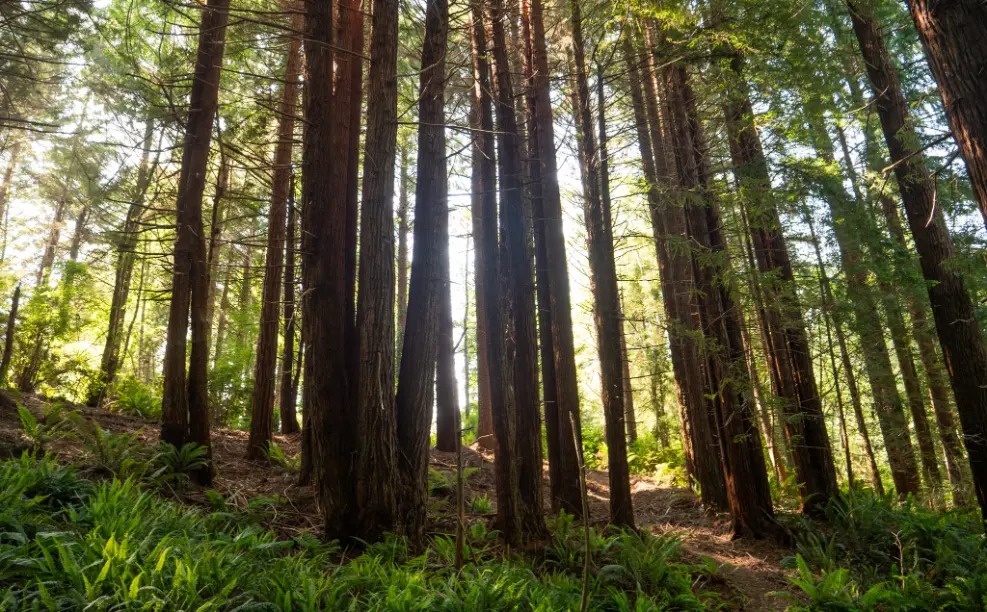 redwood forest at schoolhouse inn