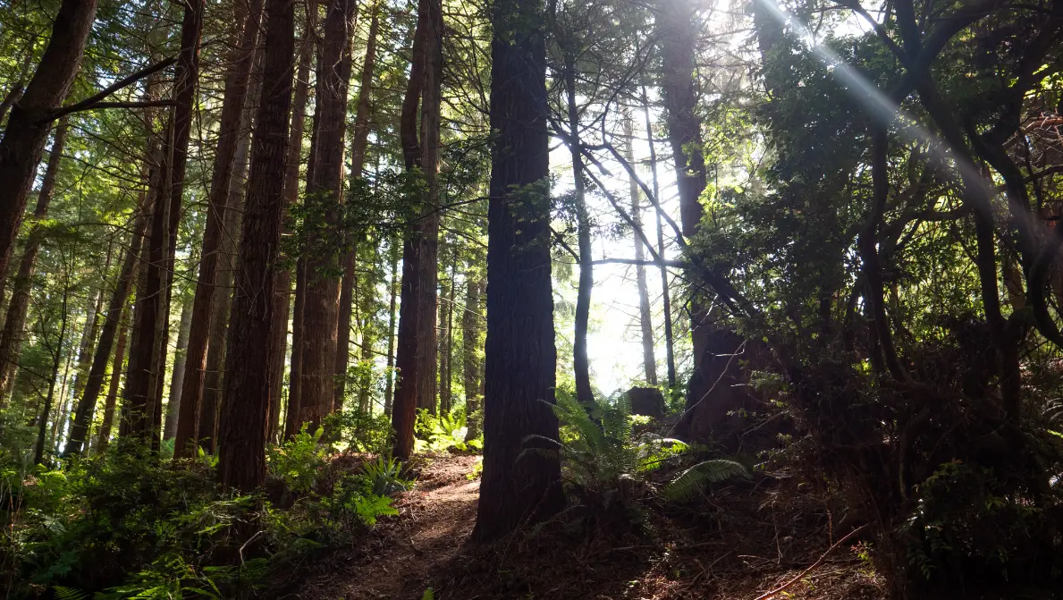 tree walk in trinidad california