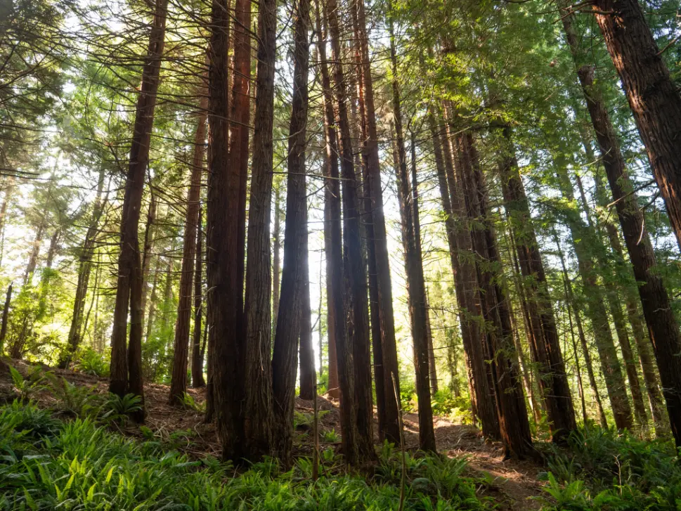 tree walk