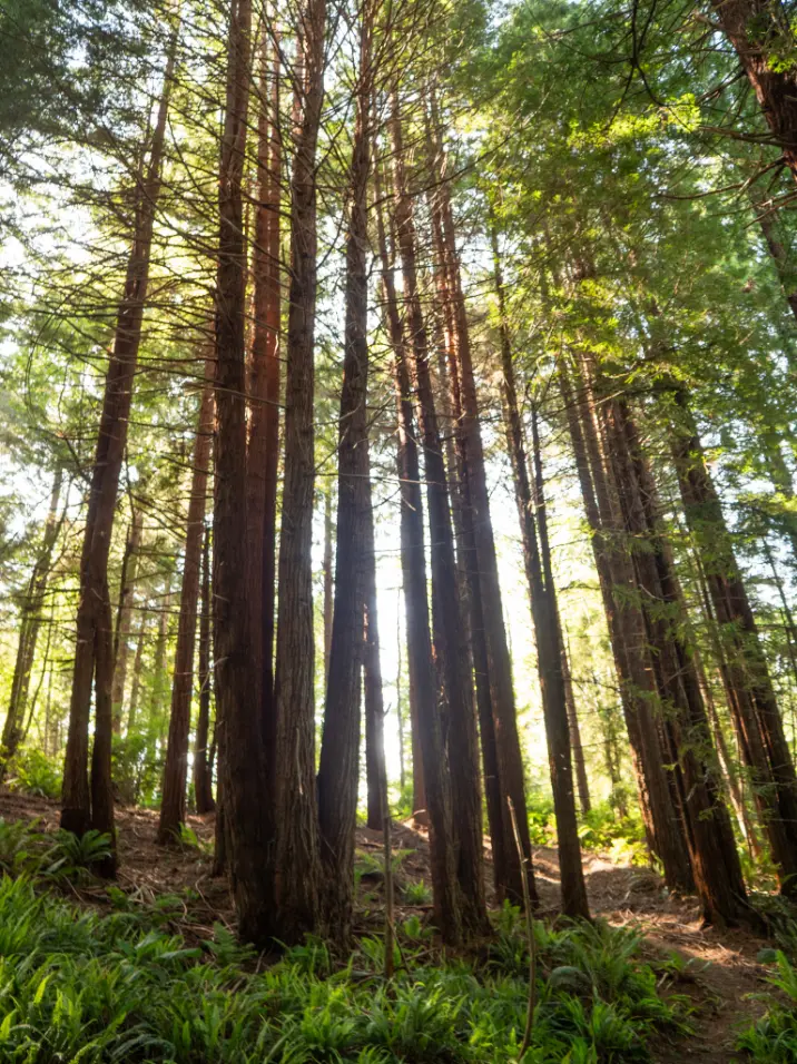 trinidad redwood forests